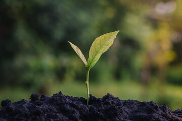 Investment ideas for success Coins and small trees on the ground outdoor nature blurred background