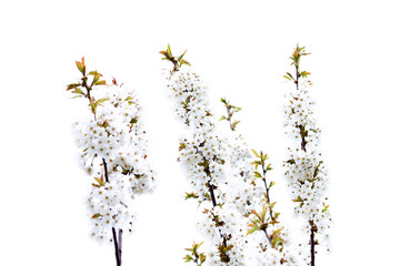 White Cherry Blossoms2