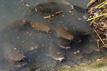A lake in the north of Israel with huge catfish