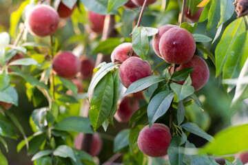 In summer, pink peaches are ripe.	