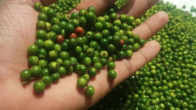 Taking A Handful of green color black pepper seeds