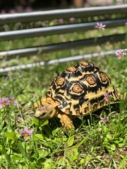 #リクガメ #ヒョウモンガメ #tortoise #leopardtortoise