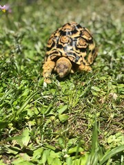 turtle on the grass