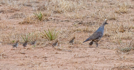 Scaled (Blue) Quail With Chicks
