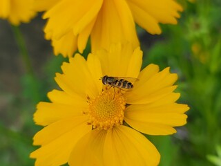 꿀벌이 앉은 노란 꽃잎