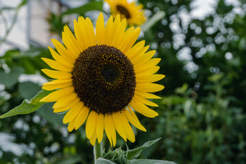 sunflower in the field