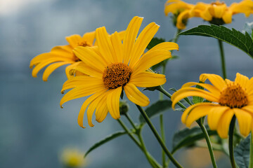 yellow flowers in the garden