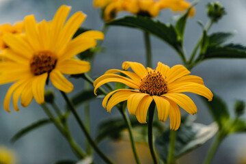 yellow flowers in the garden