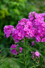 garden flowers bloom in german cottage garden