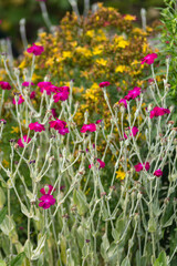 garden flowers bloom in german cottage garden
