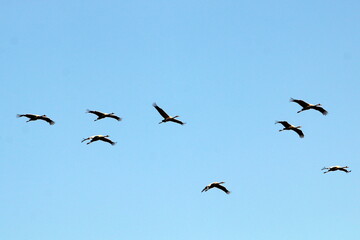a large flock of cranes flies in the sky