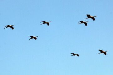 a large flock of cranes flies in the sky