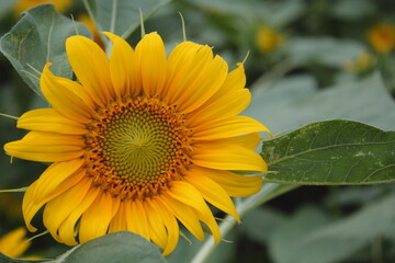 Obraz premium ひまわりの花の接写