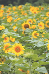 ひまわりの花の接写