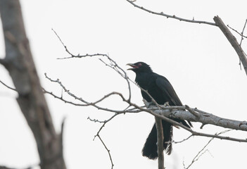 Asian koel