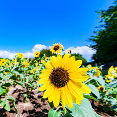 ひまわり　向日葵　【 夏 の イメージ 】