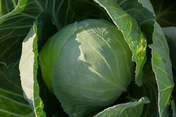 Close-up of a head of cabbage. Green cabbage with leaves top view.