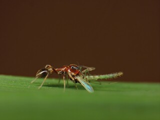 close-up of spider on leaf caught a mosquito