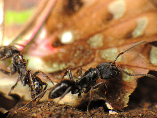 close-up dinosaur black ant caught a butterfly