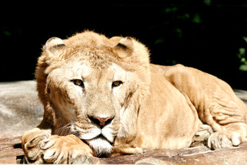 Obraz na płótnie Canvas lion kign of animal