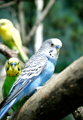 blue Parakeet bird