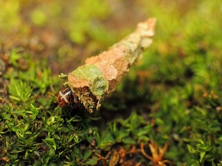 close-up of leaves caterpillar on grass