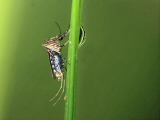 close-up of mosquito on leaf