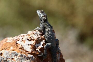A lizard sits on a large stone in a city park