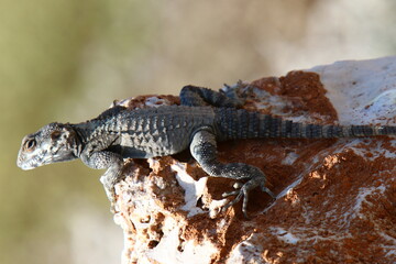 A lizard sits on a large stone in a city park