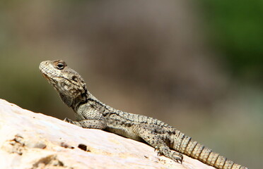 Naklejka na ściany i meble A lizard sits on a large stone in a city park