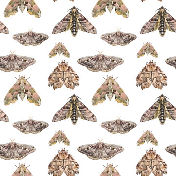 Seamless pattern watercolor grey brown moth with eyes on wings and butterfly with skull on white background. Peacock eye. Insect with ornament for boho or hippie style. Art for wrapping sketchbook