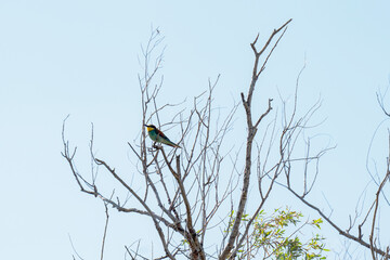 Oiseau en Camargue