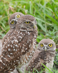 A Family of Burrowing Owls in South Florida