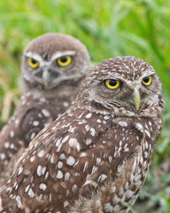 An Adult and Juvenile Burrowing Owl Keep Watch For Danger In Florida