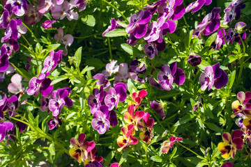 庭先で満開のパンジー