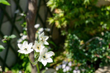 庭先で咲いた美しいクロホシオオアマナの花