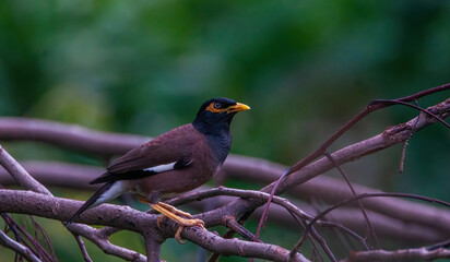 birds