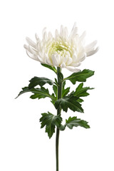 キク　Chrysanthemum