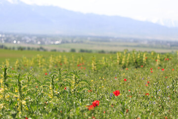 Poppies field. A beautiful field of blooming poppies.