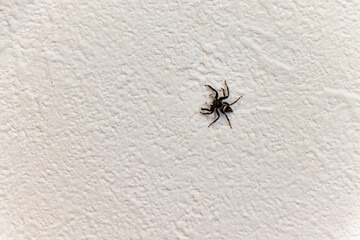 白い壁に小さな黒いクモ
