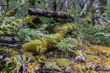 Amazing selection small plants and mosses in Micro-landscape on Southern Alps rainforest floor, Bealey bush walk