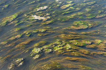 The rapid flow of a muddy river overgrown with algae. Pattern and texture of aquatic vegetation