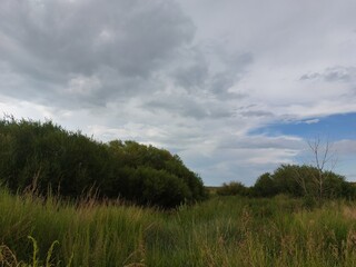 clouds over the forest