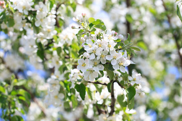 Flowering of the apple tree. Spring background of blooming flowers. Beautiful nature scene with a flowering tree. Spring flowers.