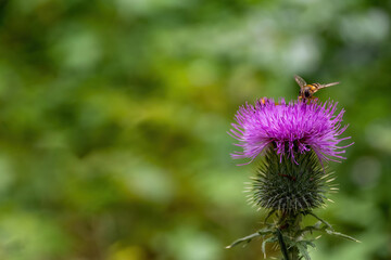 milk thistle with a bee in summer