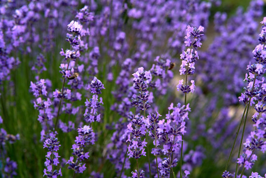 Macro shot of lavender in bloom.