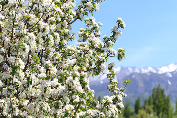 Flowering of the apple tree. Spring background of blooming flowers. Beautiful nature scene with a flowering tree. Spring flowers.