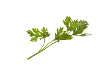 parsley isolated on white background