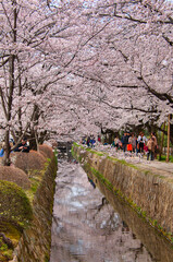 Fototapeta premium Cherry Blossoms, Japan