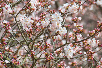 Cherry Blossoms, Okayama, Japan